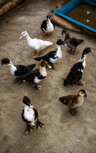 Patinhos a venda
