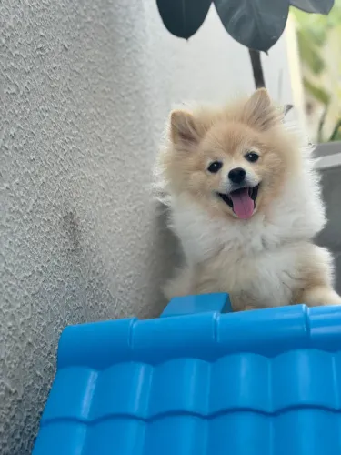 Vendo lulu da pomerania