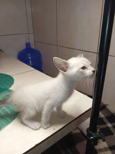 Gatinhos procurando um lar, doação