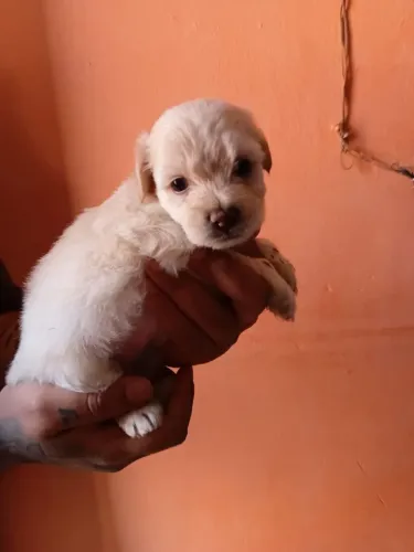 Cachorro Poodle Filhote