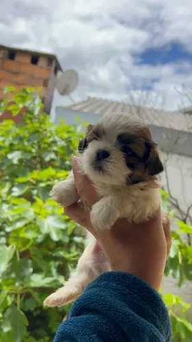 Ninhada de shihtzu ou individual