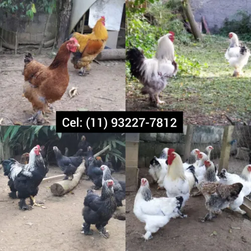 Pintinhos de Galinha Brahma. ?