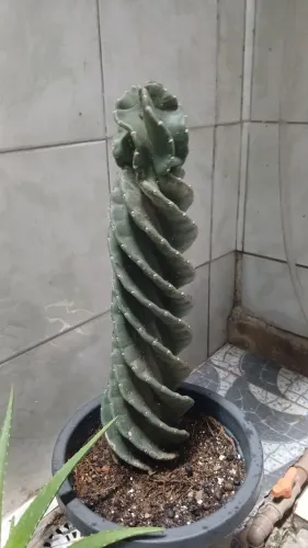 Cactos Adultos Raros