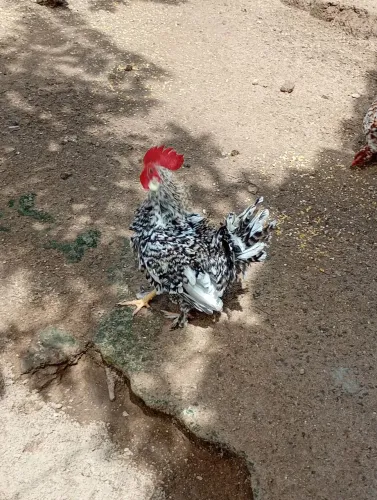 Galos chinês
