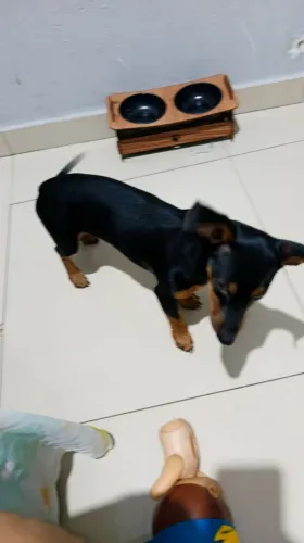 Doação de filhote de piche