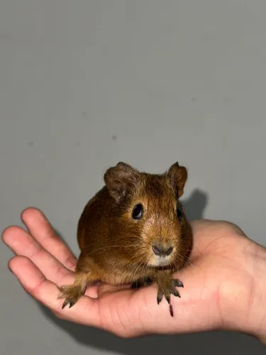 Porquinho da índia para doação 