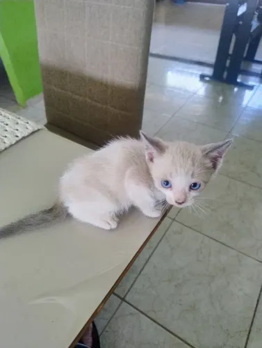 Doação de gatinho.