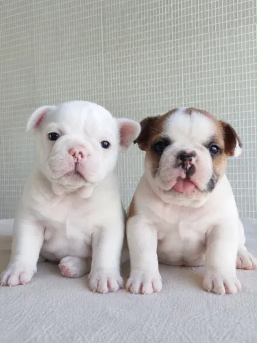 Cachorro