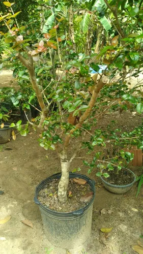 Mudas de Plantas