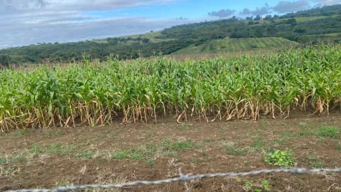 Vendo terreno de 27 tarefas em Japoatã