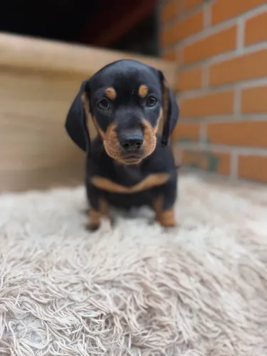 Dachshund macho preto canela mini