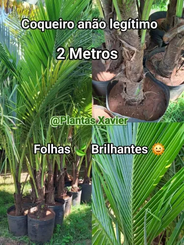 Coqueiro anão legítimo 2M 