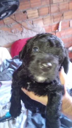 POODLES FILHOTE MACHO PRETINHO 