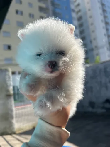 Filhote Lulu da pomerania 