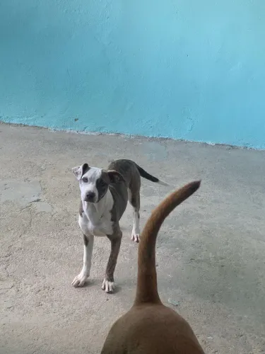 Estou doando essa cachorra fêmea, e o marrom com branco e macho