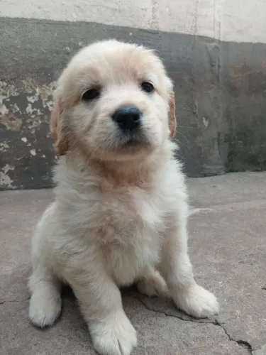Filhote de Golden Retriever legítimo a Preço Promocional