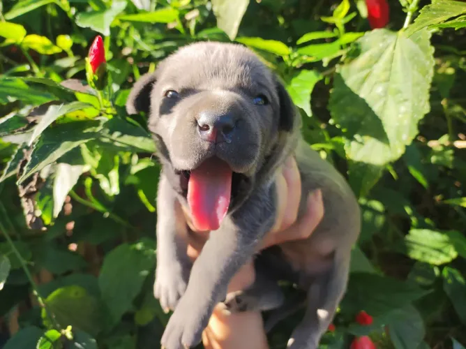 Cane corso fêmea na cor cinza com pedigree 