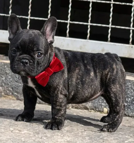 Buldogues francês com pedigree em mãos