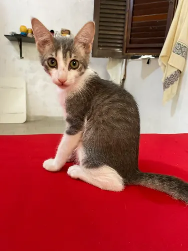 Gatinho macho para adoção 