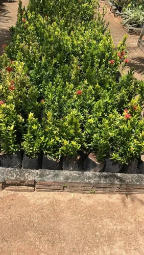 Mudas de ixora vermelha e amarela