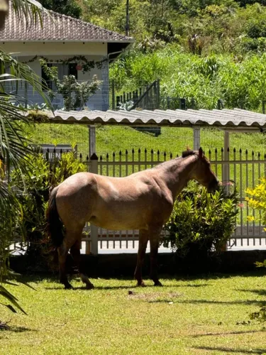 Égua Rosilha Marchadora - Extremamente Dócil - Ideal para Família e Cavalgadas