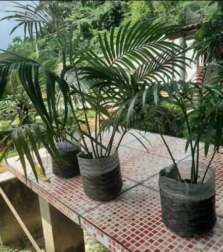 Vendo 8 mudas de palmeiras cica por 150 reias negociável valor 
