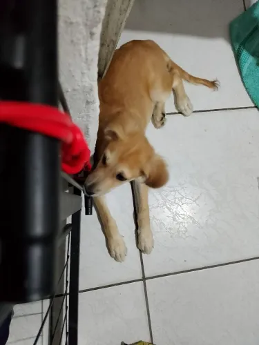 Adote com responsabilidade 