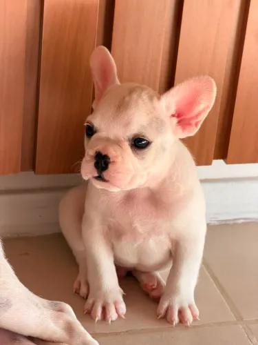 BULDOGUE FRANCÊS