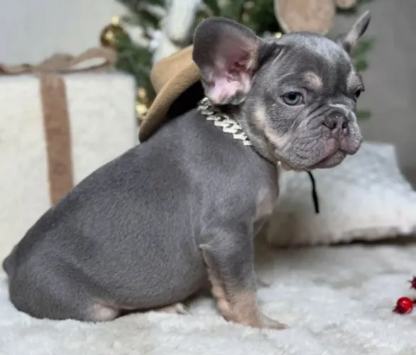 Uma fofura de Bulldog Francês!!!