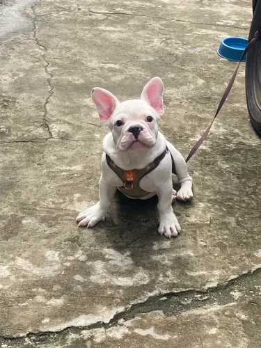 Cachorro buldogue francês 