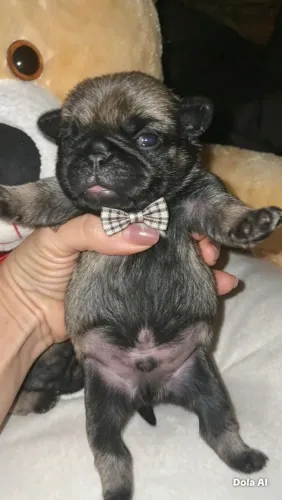 Pug macho 1000