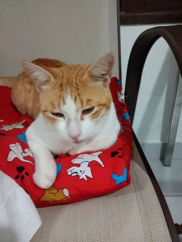 Gatinho amarelo para adoção 