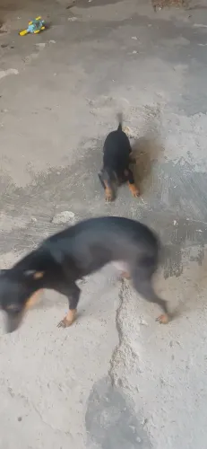 VENDO FILHOTE DE. PICHER número  3 e está com 3 meses