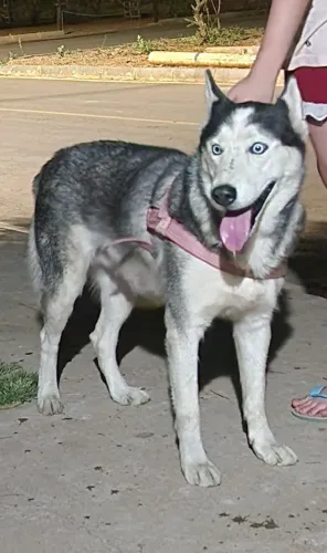 Husky siberiano fêmea