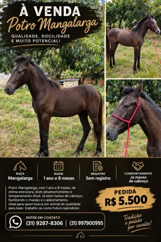 Vendo potro mangalarga