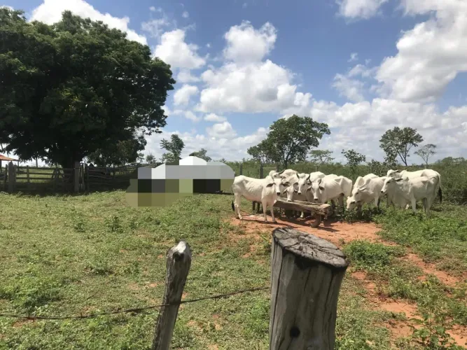 Fazenda 162 Alqueires /Oportunidade 15.000. 00 o Alqueire,Aceita Imóvel/Caminhao.