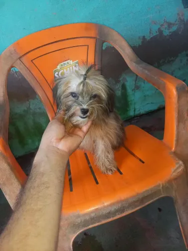 Sitzu  peqno e carinhoso ótimo para alegrar seu dia