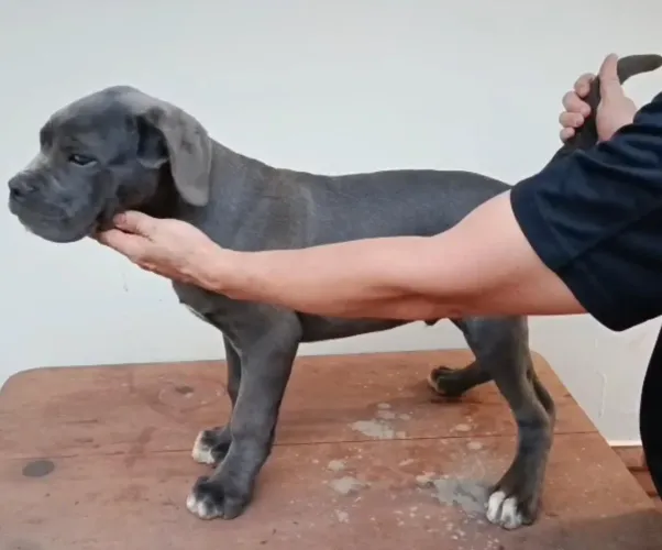 Filhote de Cane corso