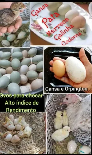 OVOS GALADOS várias RAÇASS