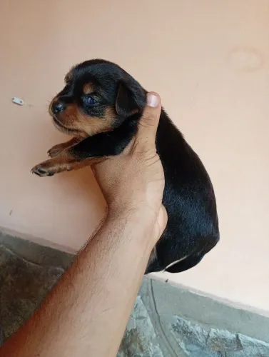 Animais