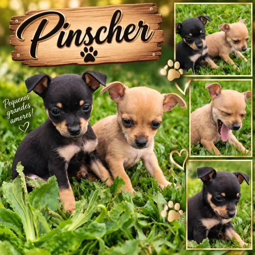 Pinscher 1 com 0 filhote disponível