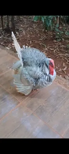 Peru cinza com 1 ano e meio de idade