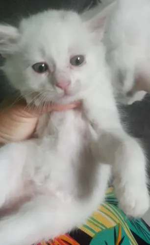 Adoção de Gatinha Branca