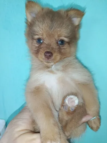 Filhotes de poodle a venda ?