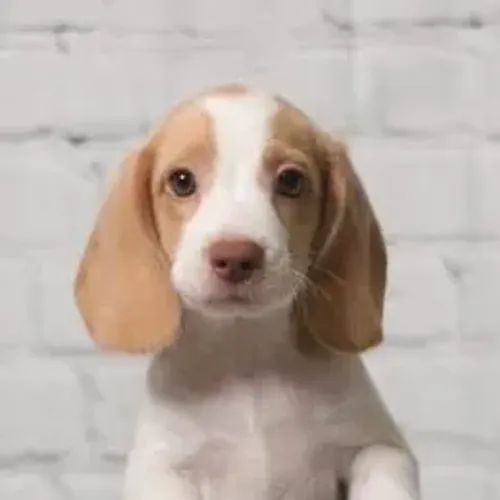 Beagle,Beagle Filhote de Linda Linhagem Pronto para Fazer Parte da Família