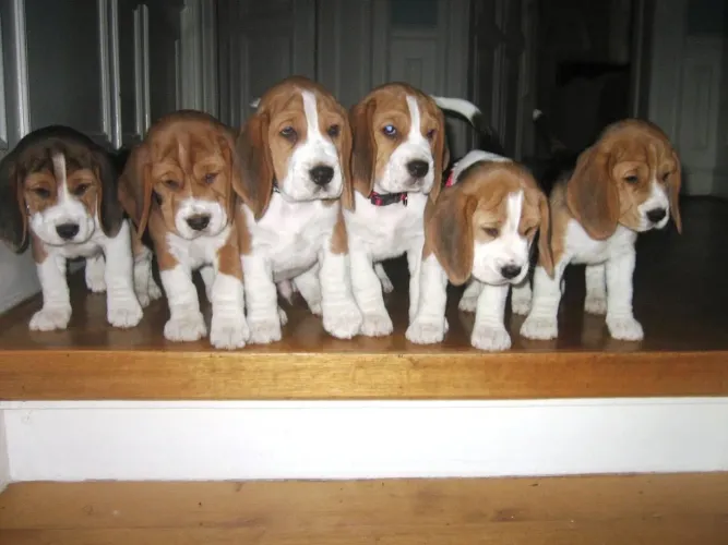 Filhotes De Beagle - Seu Novo Cãopanheiro Está Esperando Para Melhores Momentos