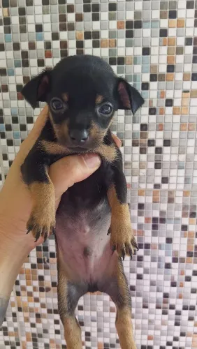 Filhote de pinscher macho.$650 zap *30