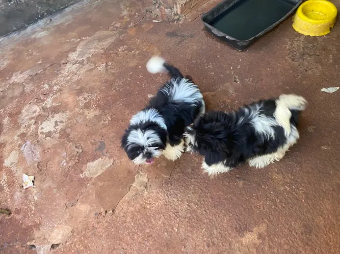 Shi Tzu macho e fêmea 