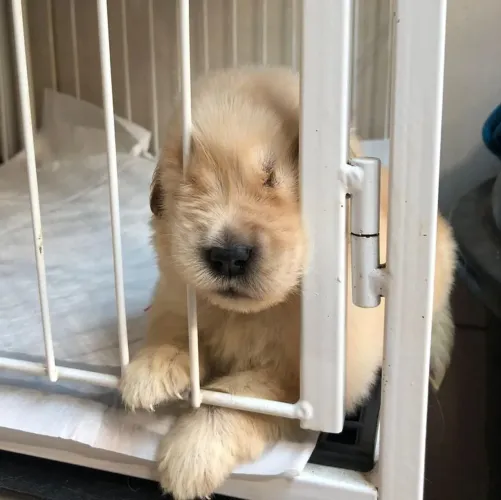 Golden Retriever fofo 
