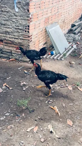 Vende-se frango caipira ( macho)